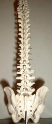 spine 